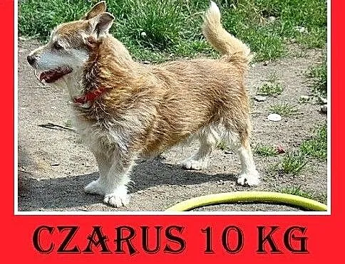 10kg,krótkie łapki,łagodny,grzeczny,spokojny piese