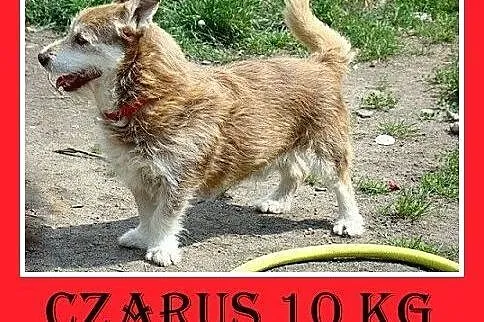 10kg,krótkie łapki,łagodny,grzeczny,spokojny piese