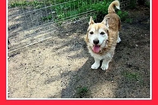10kg,krótkie łapki,łagodny,grzeczny,spokojny piese