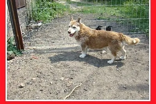 10kg,krótkie łapki,łagodny,grzeczny,spokojny piese