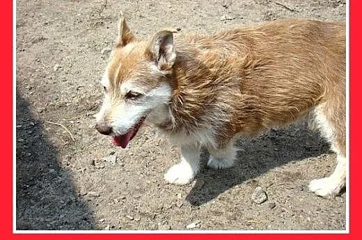 10kg,krótkie łapki,łagodny,grzeczny,spokojny piese
