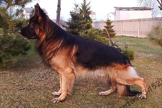 Owczarek niemiecki suczka