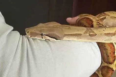 Wąż Boa Constrictor Imperator