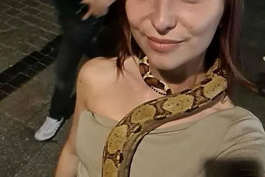 Wąż Boa Constrictor Imperator, Łódzkie, Łódź