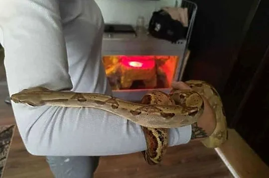 Wąż Boa Constrictor Imperator, Łódzkie, Łódź