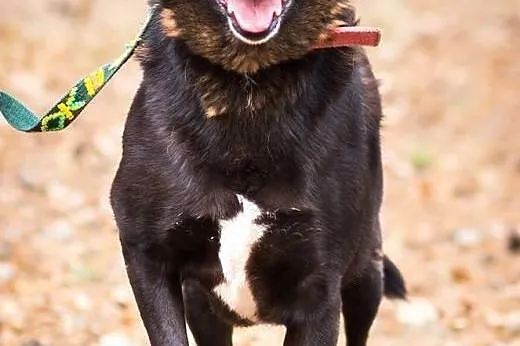 Czarna - bezdomna, zapomniana, niekochana od lat,  mazowieckie Warszawa