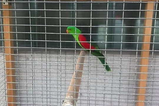 Papuga czerwonoskrzydła - samiec 4 letni, Piotrków Trybunalski