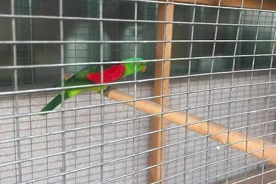 Papuga czerwonoskrzydła - samiec 4 letni, Piotrków Trybunalski