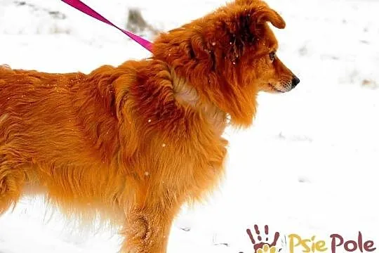 KALIBEREK-pies po ogromnych przejściach-szukamy troskliwego domu, adopcja, Małopolskie, Kraków
