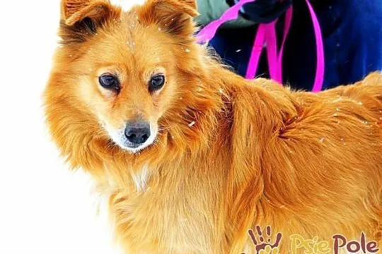KALIBEREK-pies po ogromnych przejściach-szukamy troskliwego domu, adopcja, Małopolskie, Kraków