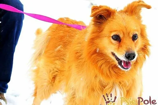 KALIBEREK-pies po ogromnych przejściach-szukamy troskliwego domu, adopcja, Małopolskie, Kraków