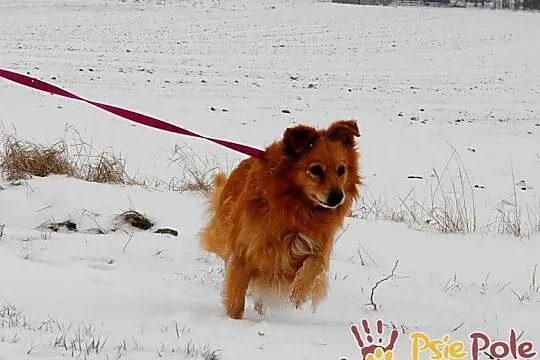 KALIBEREK-pies po ogromnych przejściach-szukamy troskliwego domu, adopcja, Małopolskie, Kraków