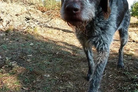 Rolo to piękny wyżeł szorstkowłosy. Zasługuje na w