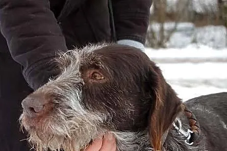 Rolo to piękny wyżeł szorstkowłosy. Zasługuje na w