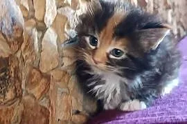Śliczna kotka rasy Maine coon z rodowodem