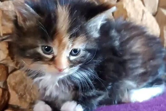 Śliczna kotka rasy Maine coon z rodowodem, Świętokrzyskie, Prawęcin