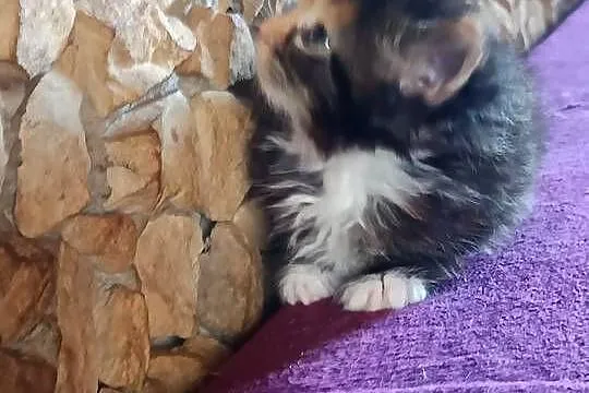 Śliczna kotka rasy Maine coon z rodowodem, Świętokrzyskie, Prawęcin