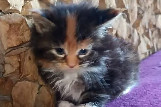 Śliczna kotka rasy Maine coon z rodowodem, Świętokrzyskie, Prawęcin