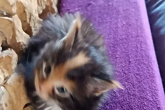 Śliczna kotka rasy Maine coon z rodowodem, Świętokrzyskie, Prawęcin
