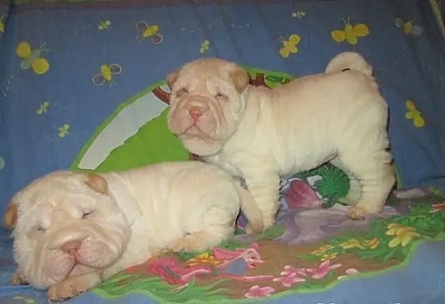 Shar pei