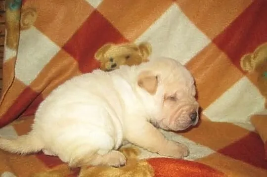 Shar pei