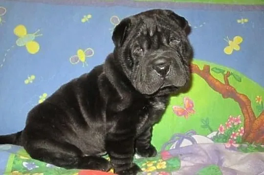 Shar pei