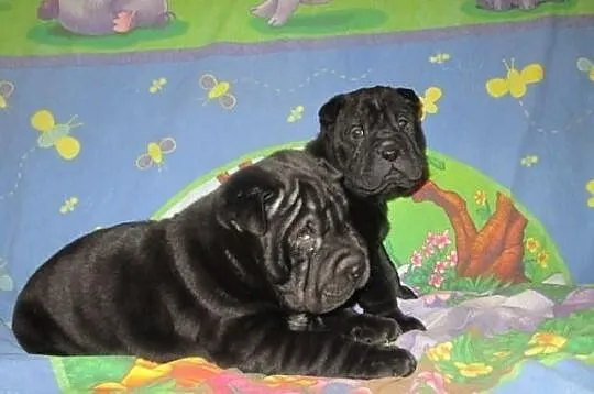 Shar pei