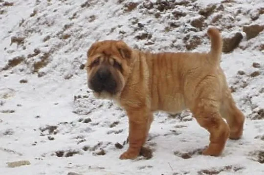 Shar pei