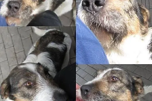 Rula szuka domku ,  małopolskie Bukowno
