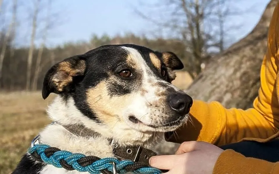 Wojtuś trikolorowy łagodny pies do adopcji