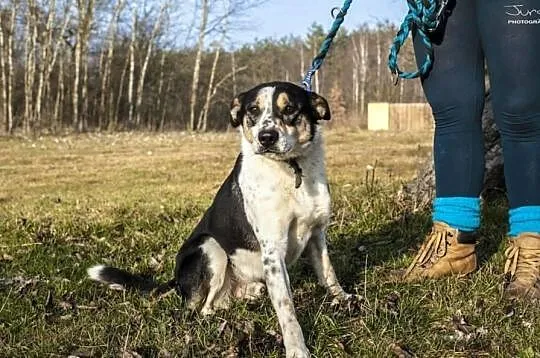 Wojtuś trikolorowy łagodny pies do adopcji