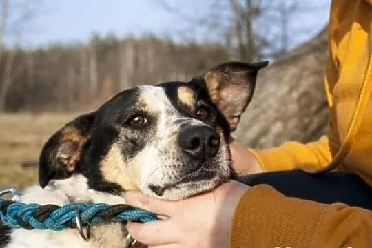 Wojtuś trikolorowy łagodny pies do adopcji