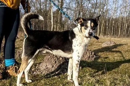 Wojtuś trikolorowy łagodny pies do adopcji