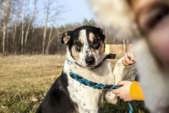 Wojtuś trikolorowy łagodny pies do adopcji