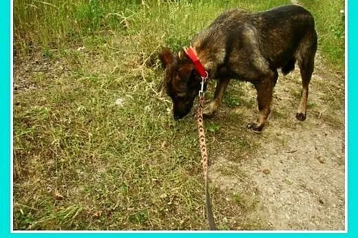 Średnia, grzeczna, spokojna,kontaktowa suczka GORA