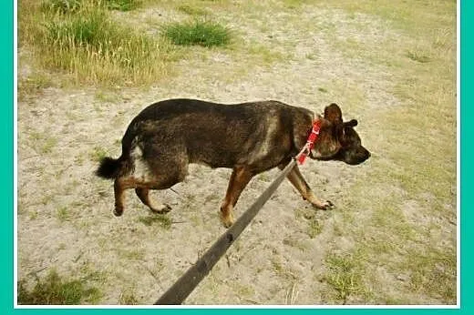Średnia, grzeczna, spokojna,kontaktowa suczka GORA