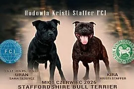 Staffordshire Bull Terrier