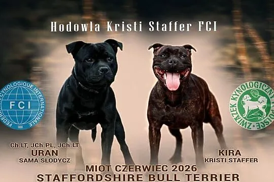 Staffordshire Bull Terrier, Podkarpackie, Rymanów