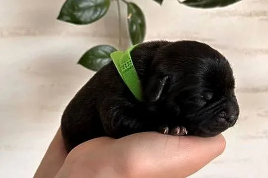 Staffordshire Bull Terrier, Podkarpackie, Rymanów