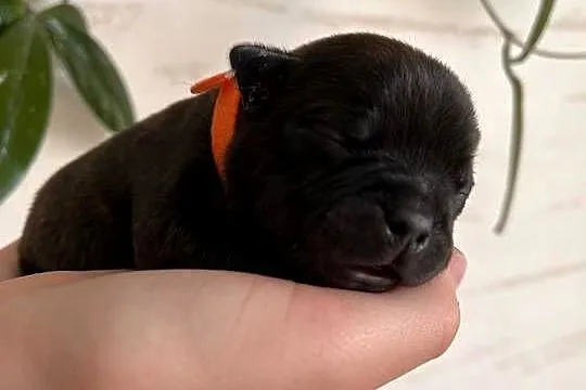 Staffordshire Bull Terrier, Podkarpackie, Rymanów