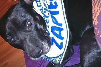 Tyson szuka Suczki,  wielkopolskie Poznań