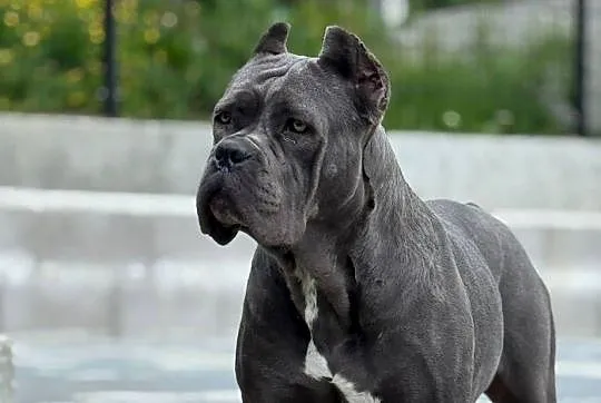Czarna jak smoła suczka Cane Corso z domowej hodowli ZKwP/FCI, Mazowieckie, Warszawa
