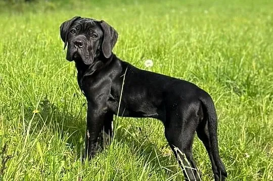 Czarna jak smoła suczka Cane Corso z domowej hodowli ZKwP/FCI, Mazowieckie, Warszawa