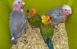Papugi oswojone, Wiśniowa