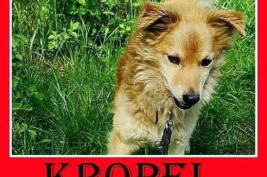 11kg,spokojny,łagodny,przyjazny piesek KROPEL.Adopcja,  małopolskie Kraków