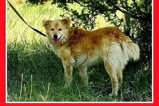 11kg,spokojny,łagodny,przyjazny piesek KROPEL.Adop