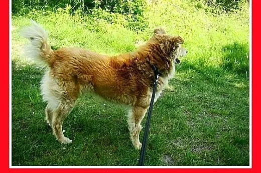 11kg,spokojny,łagodny,przyjazny piesek KROPEL.Adop