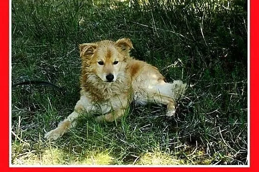 11kg,spokojny,łagodny,przyjazny piesek KROPEL.Adop