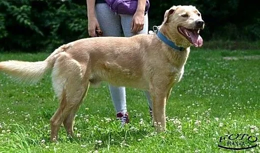 Czaki - psiak w typie labradora szuka domu., śląs
