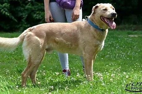 Czaki - psiak w typie labradora szuka domu.,  śląs